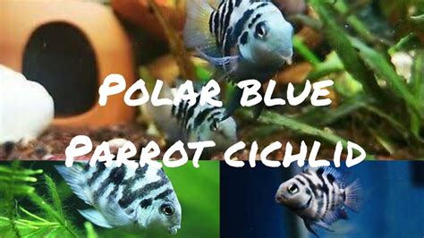 Polar Blue Parrot Cichlid Fish Life Part 1 Breedingpair Fish Youtube