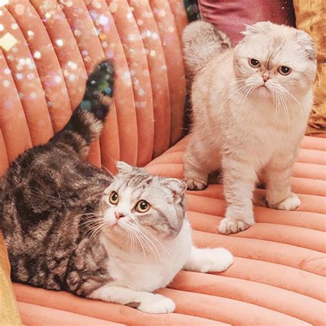 Taylor Swifts Cat Is Reportedly One Of The Richest Pets In The Word