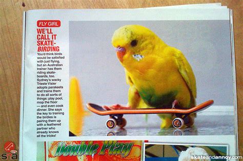 Budgies Are Awesome Week Of Skateboarding Budgies Day Four