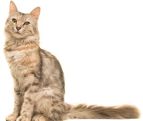 Oriental Longhair Kedi Irkı Özellikleri Karakteri Bakımı Ve Beslenmesi