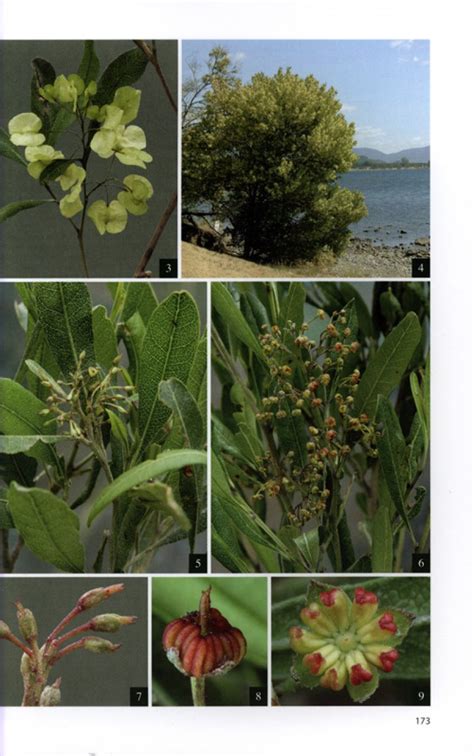 Field Guide To New Zealands Native Trees Nokomis