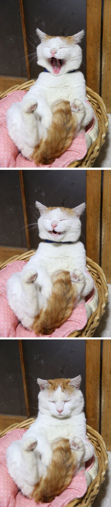 Catsleepy Shiro 猫 いぬ ネコ