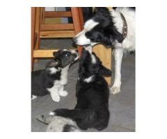 Puppies and dogs in ohio. Cardigan Welsh Corgi Puppies for sale Johannesburg ...