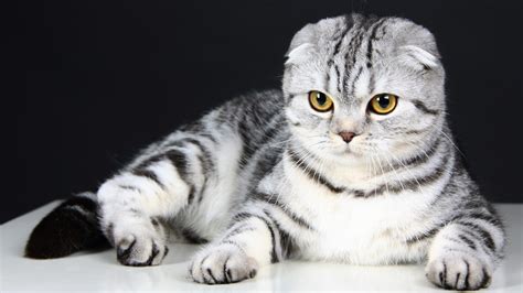Wallpaper Scottish Fold Cat Kitten Eyes Gray Wool Cute Animal