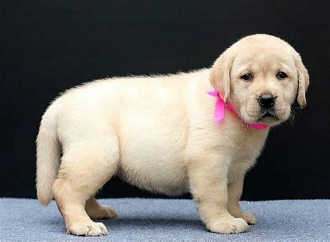 Puppyfinder.com is your source for finding an ideal labrador retriever puppy for sale near sacramento, california, usa area. Labrador Retriever Puppies For Sale | Sacramento, CA #154009
