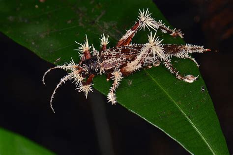 Terrifyingly Beautiful Insect Zombie Fungus