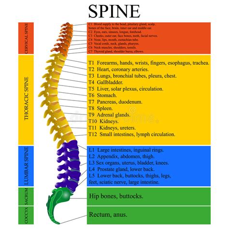 Ron's diagrams are cool, and i want to add the set of diagrams you will find in this slides. Diagram Of A Human Spine With The Name And Description Of All Sections Of The Vertebrae, Vector ...
