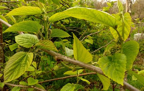 Poor soil (after 45 years the mulberry could have eaten much of the nutriments) wrong pruning: Lots of fruit developing on the Mulberry tree | Mulberry ...