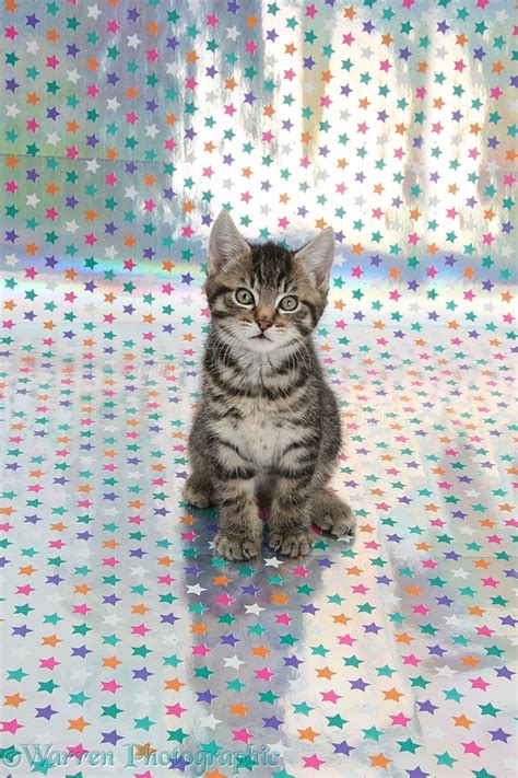 Cute Tabby Kitten Sitting On Starry Background Photo Wp36422