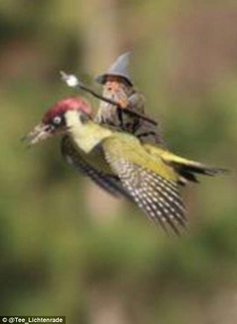 woodpecker with weasel flying on its back photographed in hornchurch country park daily mail