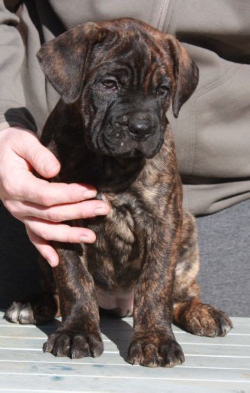 The bullmastiff has moderate exercise requirements. This is probably what Shiloh looked like as a puppy....so ...
