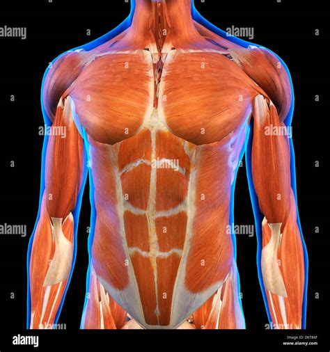 Male Chest Abdominal Muscles Anatomy In Blue X Ray Outline Full Color D Computer Generated