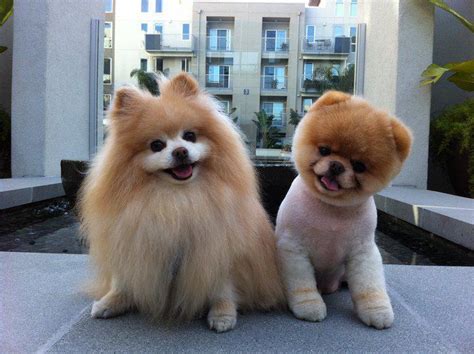 Top 20 Cutest Dog Breeds Around The World Entertainmentaroundtheworld