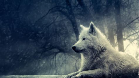Lone Wolf Wallpapers Top Free Lone Wolf Backgrounds Wallpaperaccess