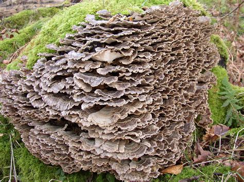 Fantastic Fungi Scottish Wildlife Trust