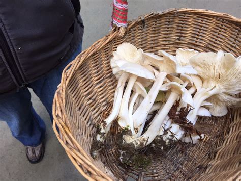 A Lovely Basketful Of Clitocybe Connata Taken From The Ford Pinchot