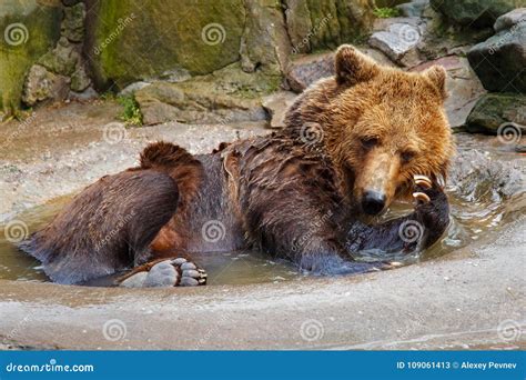 Bathing A Big Brown Bear Stock Image Image Of Portrait 109061413
