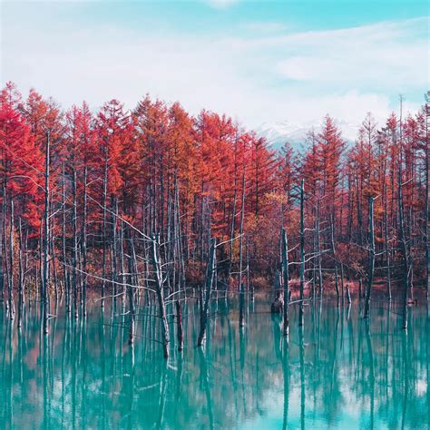 2048x2048 Nature Landscape Trees Forest Fall Water Pond Sky Clouds 4k