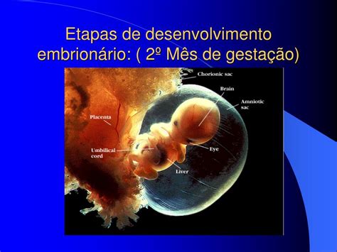 PPT Etapas de desenvolvimento embrionário PowerPoint Presentation