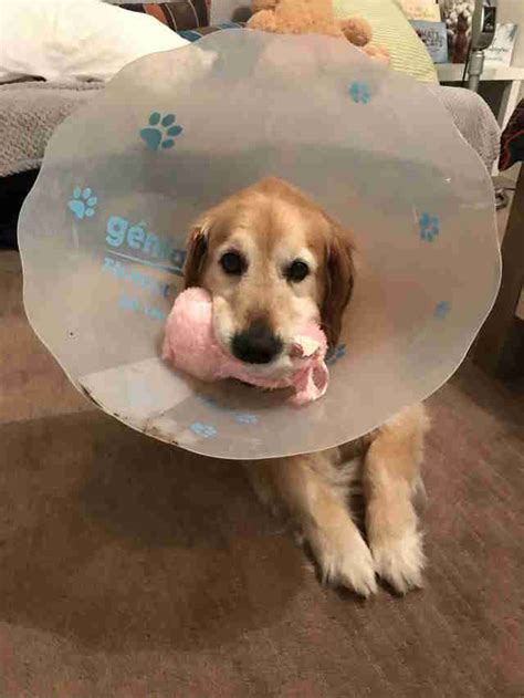 Sick Dog Wearing Cone Of Shame Gets A Friend Whos Wearing One Too