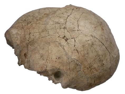 Homo Erectus Last Known Appearance Dates To About 117000 Years Ago