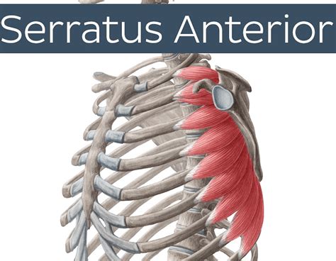 Learn The Best Serratus Anterior Exercises 𝗣 𝗥𝗲𝗵𝗮𝗯