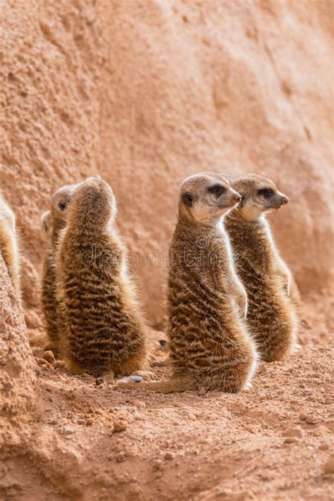 Group Of Meerkats Hugging Stock Image Image Of Rodent 38444245