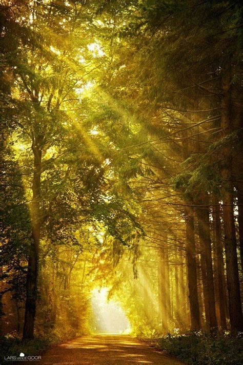 Sun Shining Through The Trees Nature Photography Beautiful