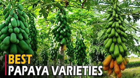 Papaya Varieties In India Taiwan Honey Dew Solo Pusa Dwarf Giant