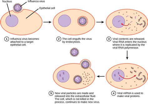 Steps Of Virus Infections Text Version Biology For Majors Ii