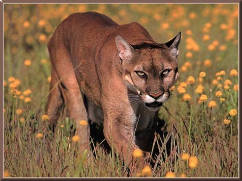 Each of the texas hunting ranches we feature provide exceptional hunts for big and small game animals. Texas Cryptid Hunter: Big Cats and Giant Snakes in SE Texas