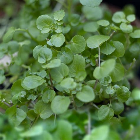 Bio Brunnenkresse Selbstversorgung im Gartengemüsekiosk