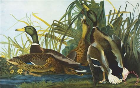 John James Audubon Mallard Duck From The Birds Of America Painting