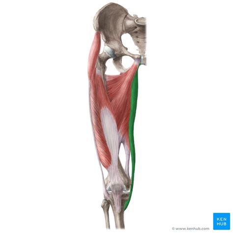 Gracilis Muscle Aka Musculus Gracilis In The Latin Terminology And Part