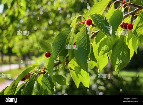 Cherry Tree Leaves Hi Res Stock Photography And Images Alamy