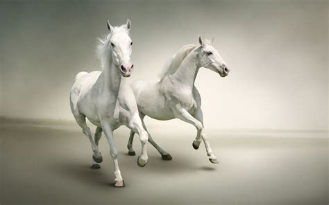 Two White Horses Wallpaper Hd Wallpaper