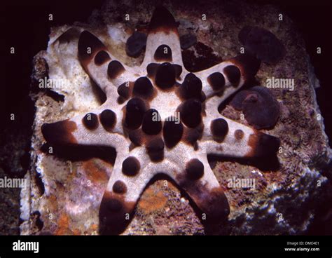 Horned Starfish Protoreaster Nodosus Unusual Specimen With Seven