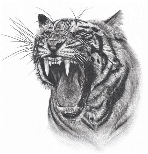 How To Draw Tiger Face Roaring Step By Step Easy For Beginners Video