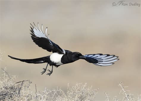 Black Billed Magpie In Flight Feathered Photography Healthypetsblog