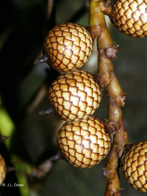 Cantaloupes, also known as muskmelon or rockmelon, are heat loving climbing fruits. Climbing Palm fruit - Calamus moti | Arvore de frutas ...