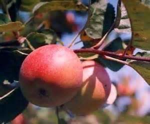 Malus Domestica Jonamac Jonamac Apple From Grandpa S Orchard