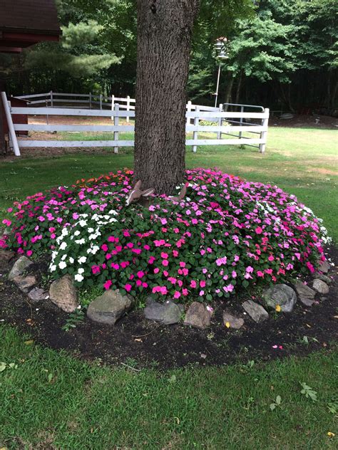 Impatiens With One Application Of Wow Soil And Plant Booster I Have