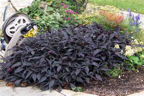 Offer Contrast In The Garden With Dark Foliage Plants Blog