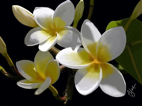 cool wallpapers: beautiful flowers