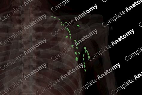 Axillary Nodes Left Complete Anatomy