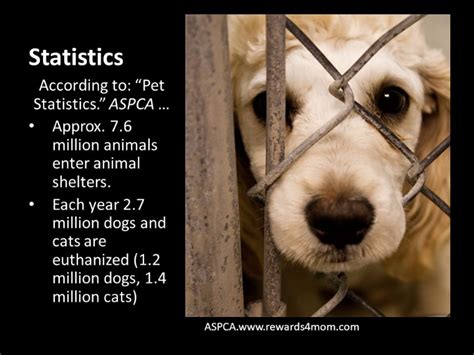 How Many Cats And Dogs Are Abused Each Year Catwalls