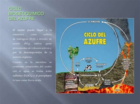 Ciclo Biogeoquimico De Los Elementos