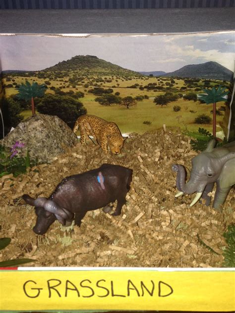 Grassland Biome Diorama Grassland Biome Biome Diorama Biomes