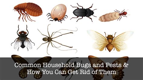 17 Common Household Bugs And Pests