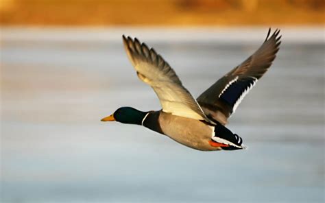 Flying Birds Wallpapers - Top Wallpaper Desktop